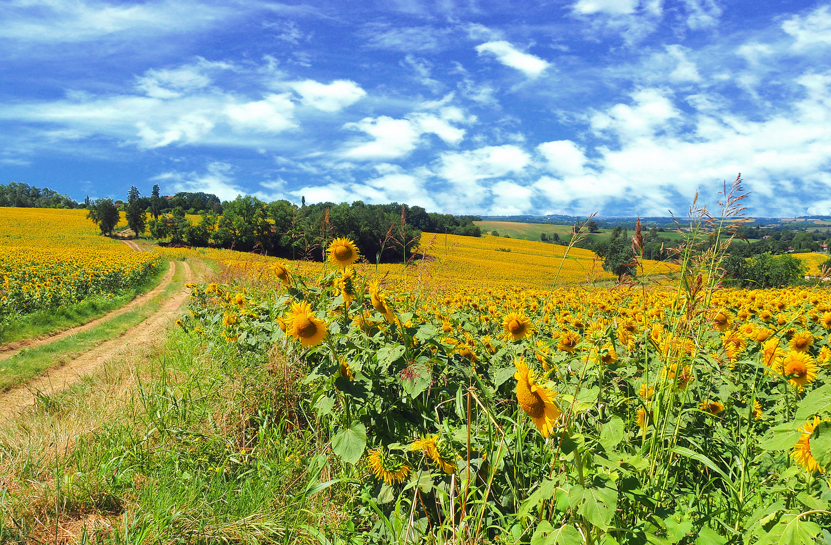 Ils ont à nouveau envahi le Gers  -  Les tournesols