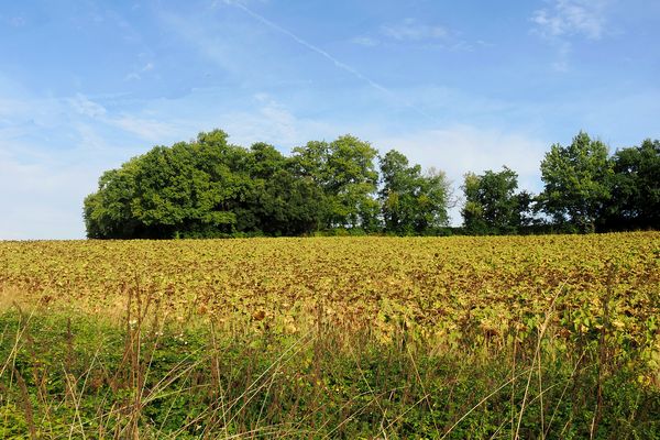 Ils ont bien mûri entretemps