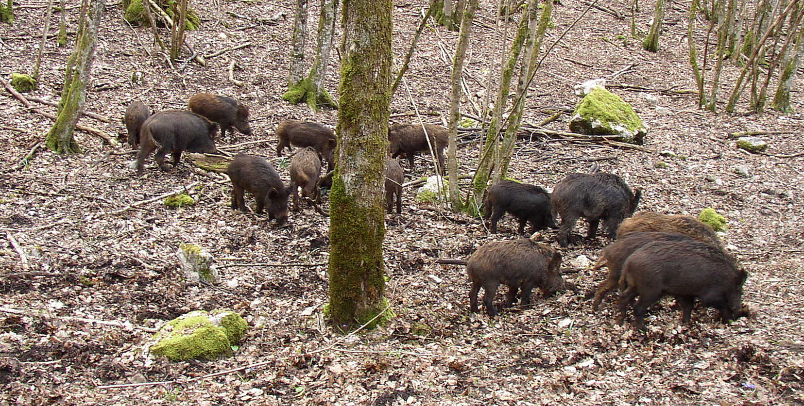 Ils ont parfois des têtes de cochon