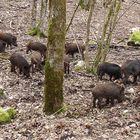 Ils ont parfois des têtes de cochon