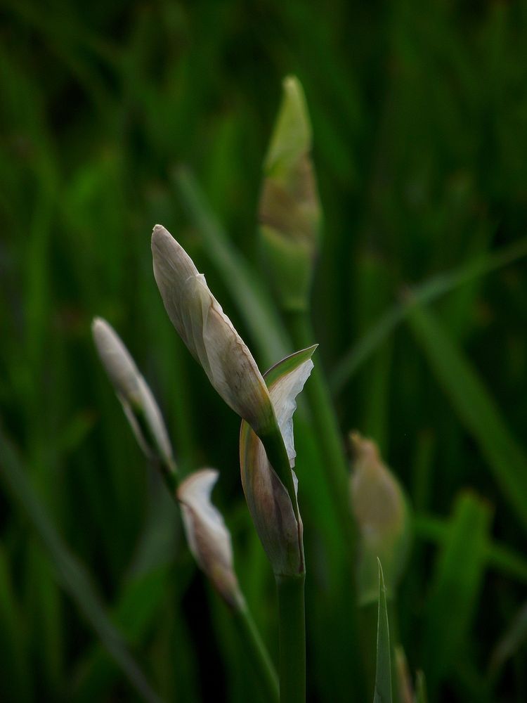 ILS SERONT BIENTOT EN FLEURS