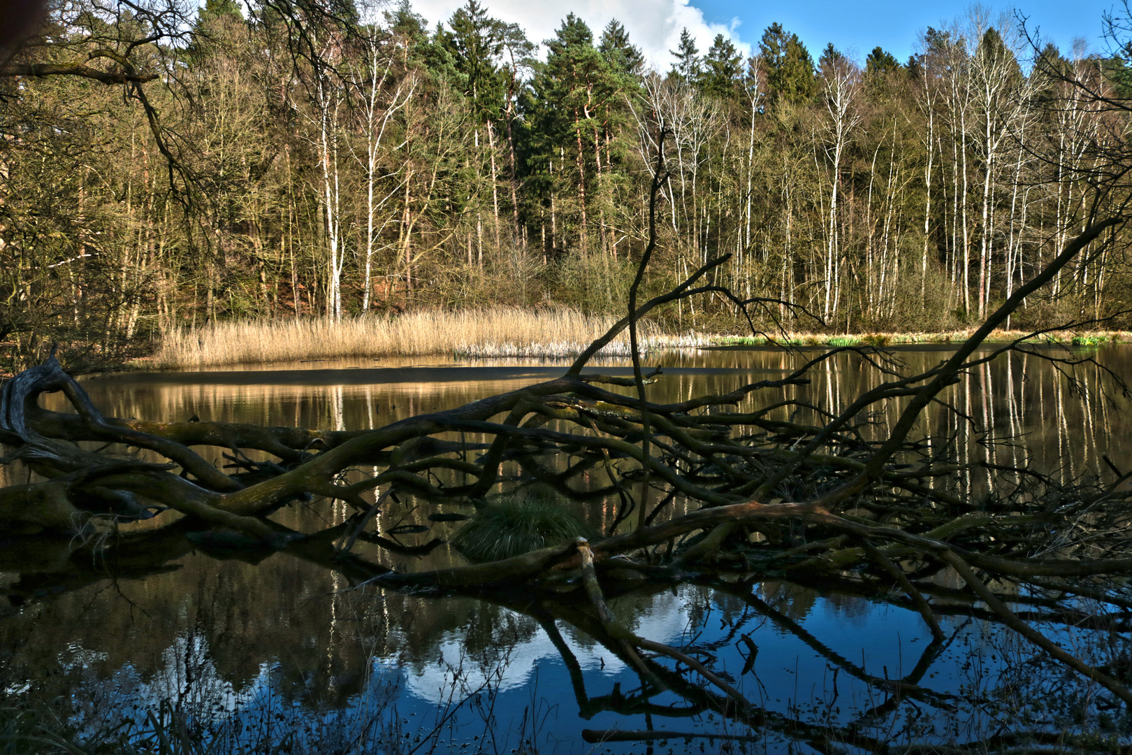 Ilsbach mit Ilsmoorbach - 4