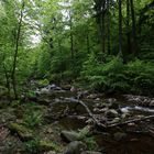 Ilsetal im Harz IV