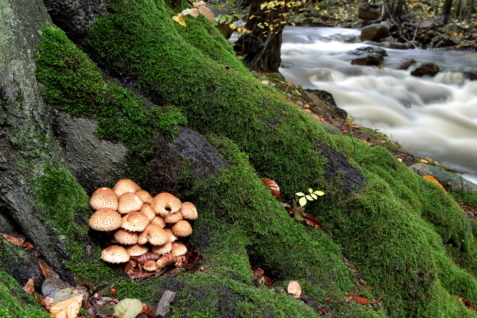 Ilsetal - (LZB)  Pilze im Moos I