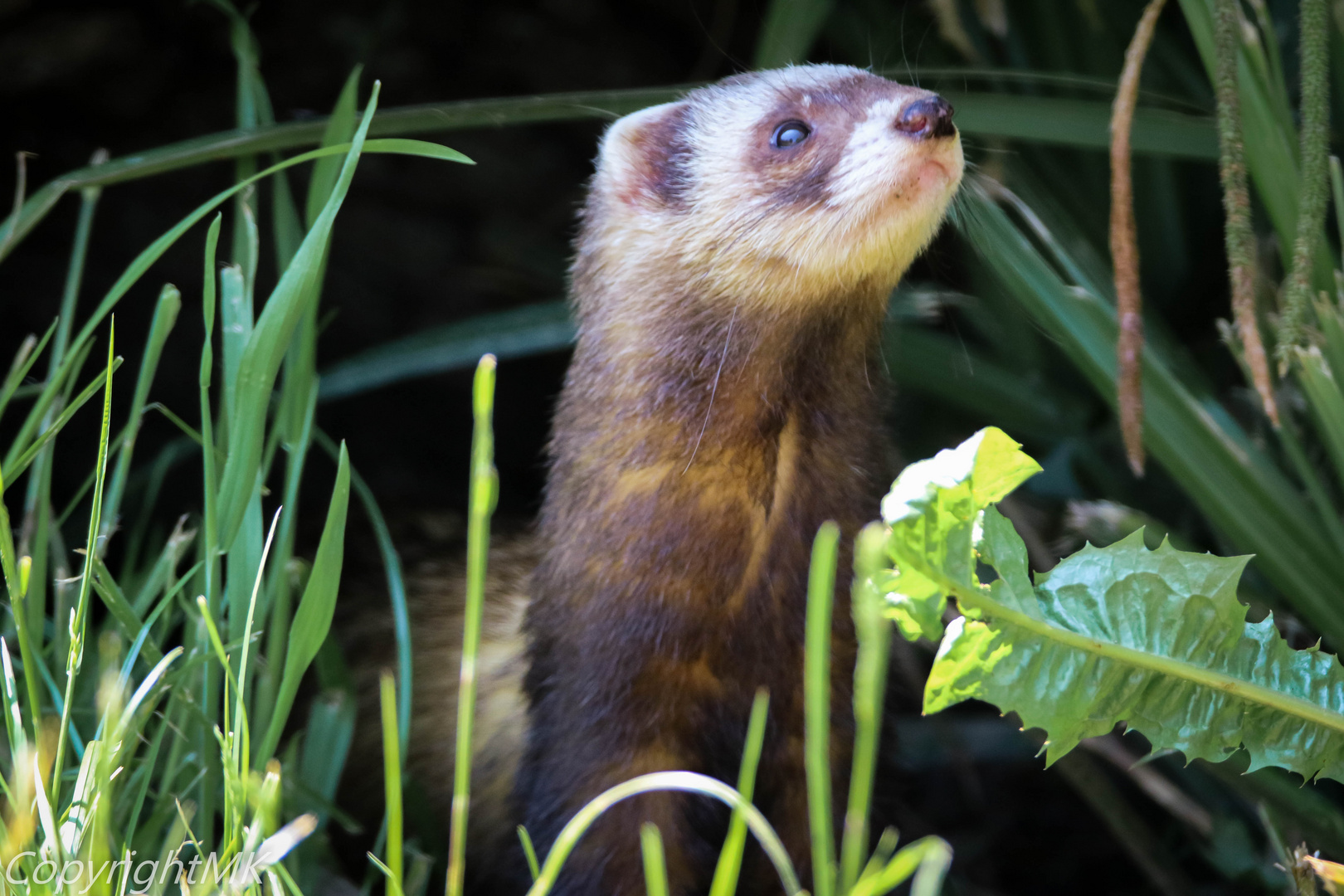 Iltis Foto & Bild | tiere, wildlife, säugetiere Bilder auf fotocommunity