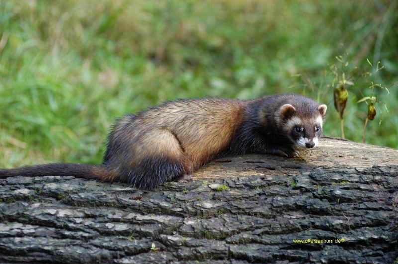 Iltis 2 Foto & Bild tiere, zoo, wildpark & falknerei, säugetiere