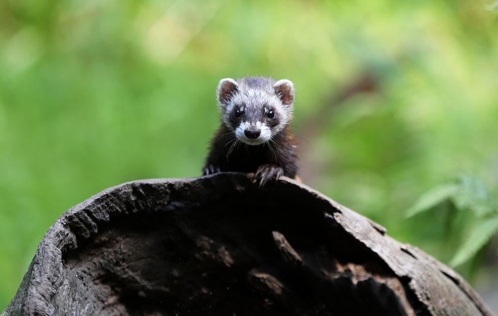 Iltis Foto & Bild tiere, zoo, wildpark & falknerei, säugetiere Bilder