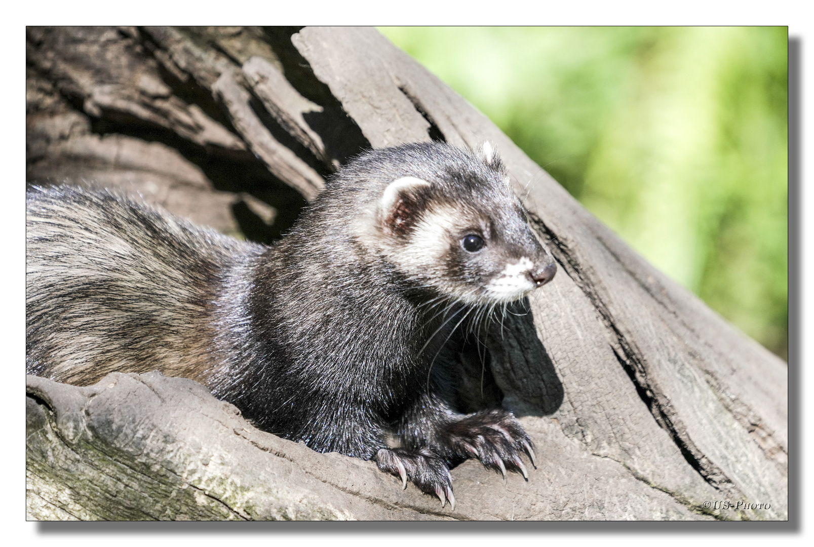 Iltis Foto & Bild | natur, tiere, wildlife Bilder auf fotocommunity