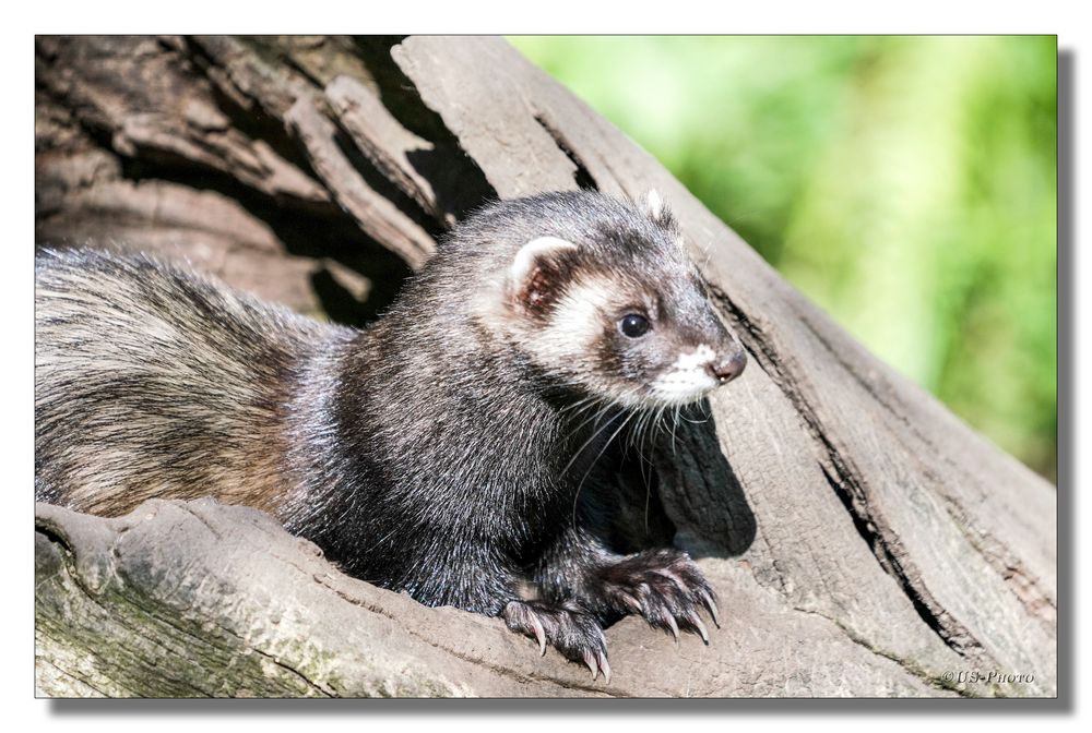 Iltis Foto & Bild | natur, tiere, wildlife Bilder auf fotocommunity