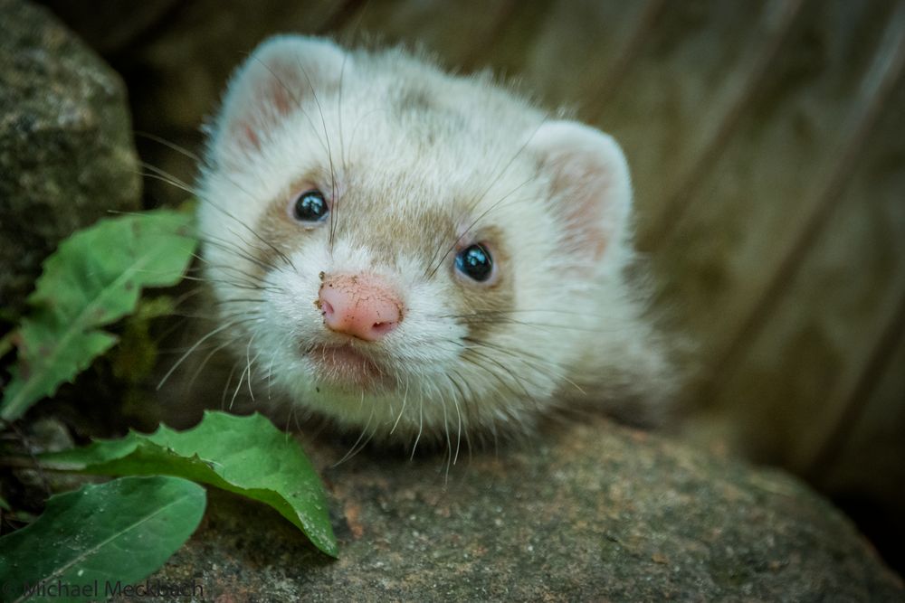 Iltis Foto & Bild | tiere, zoo, wildpark & falknerei, säugetiere Bilder