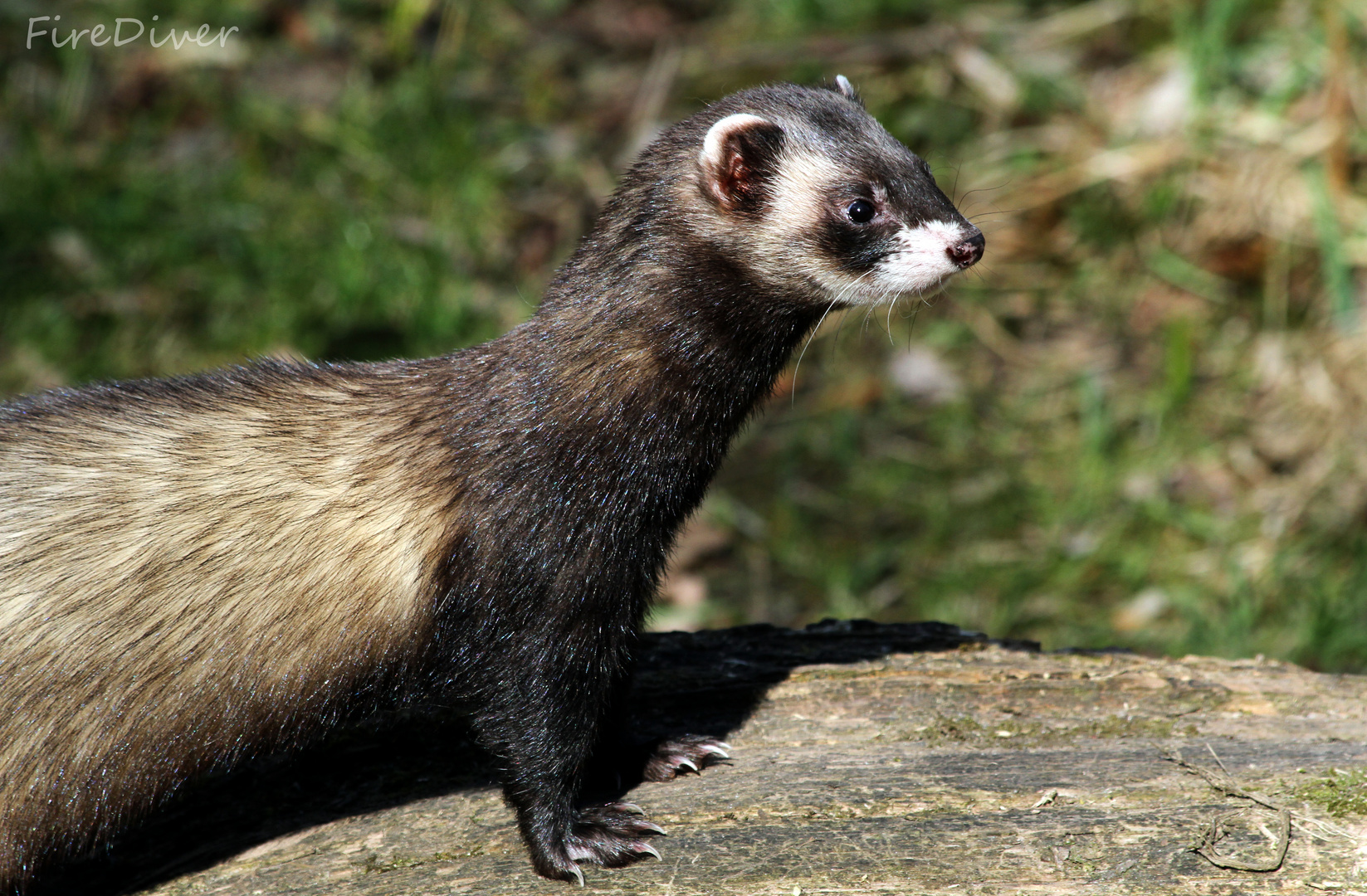 Iltis Foto & Bild tiere, zoo, wildpark & falknerei, säugetiere Bilder