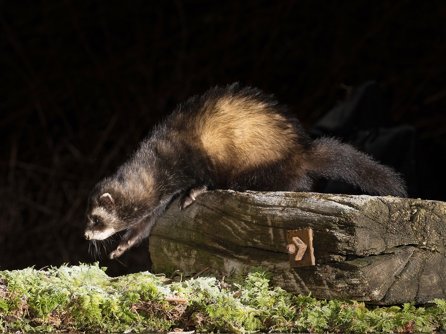 Iltis Foto & Bild tiere, wildlife, säugetiere Bilder auf