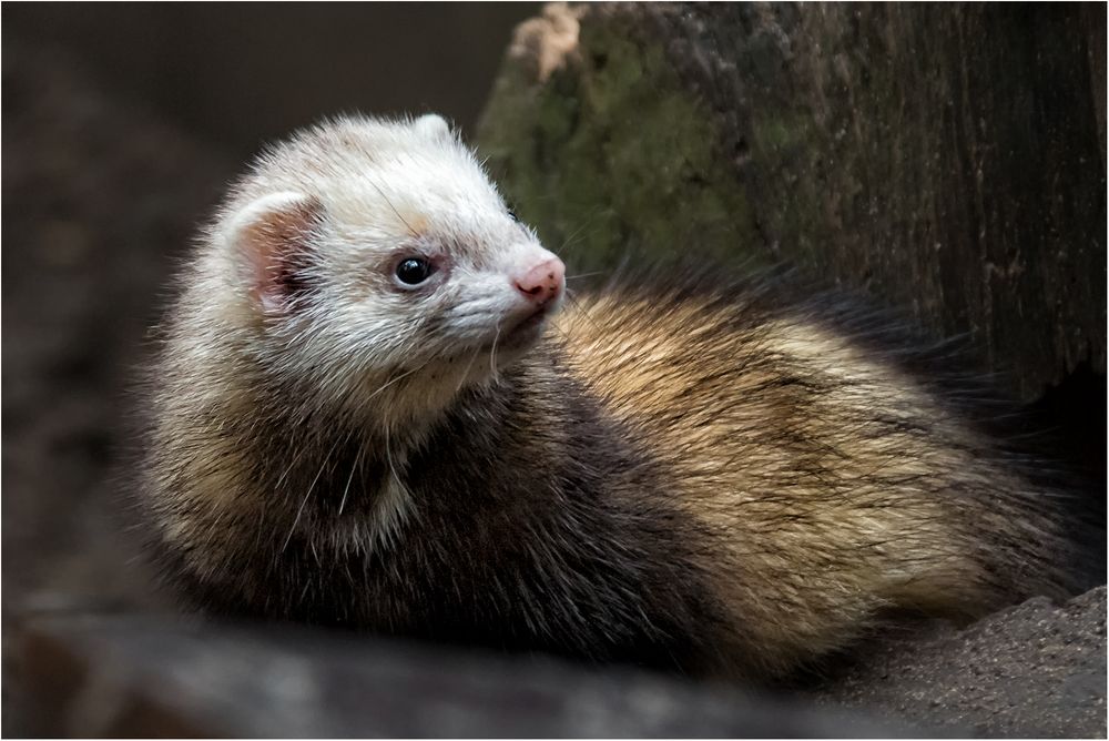Iltis-Frettchen Foto & Bild | natur, porträt, zoo Bilder auf fotocommunity