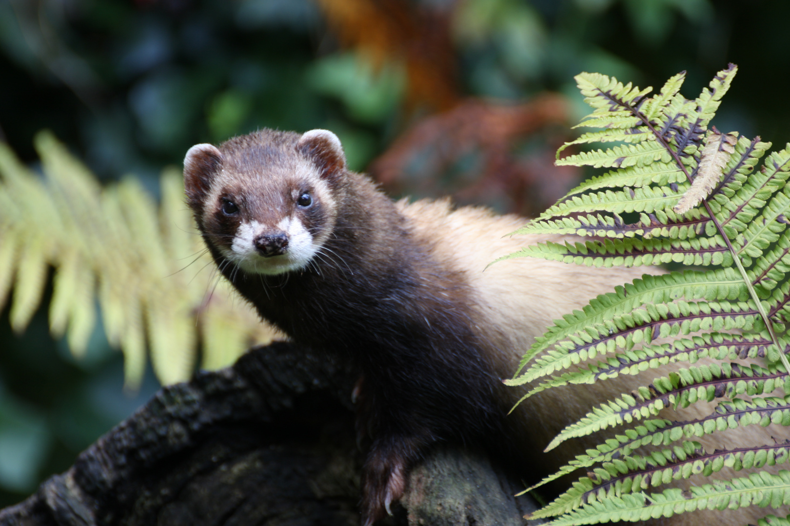 Iltis im Otterzentrum Hankensbüttel