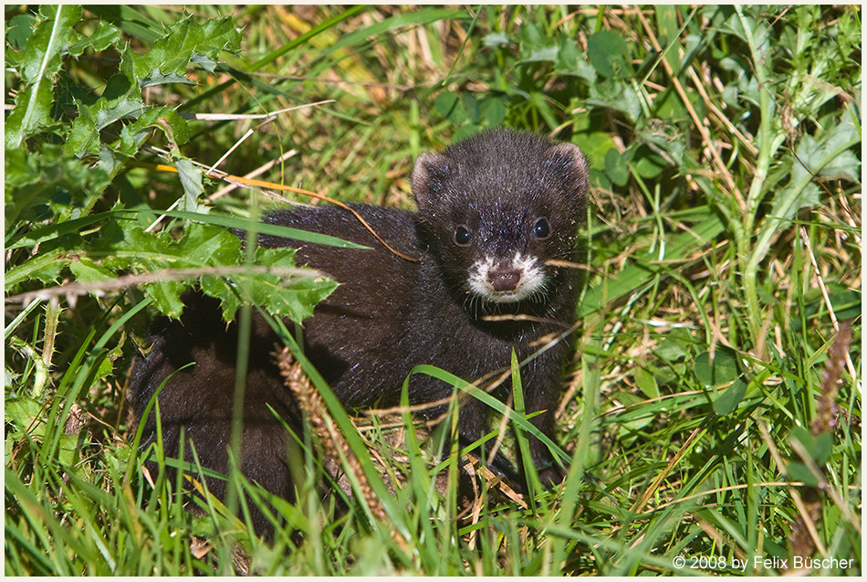 Iltis (Mustela putorius)