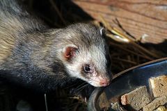 Iltisfrettchen im Tierpark Kunsterspring