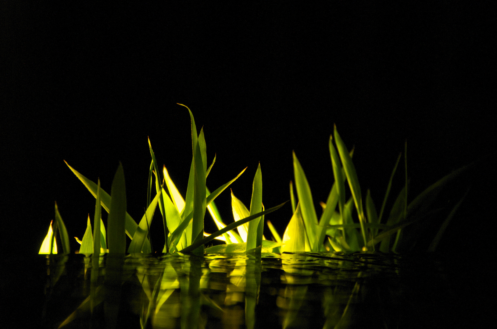 Iluminated Grass