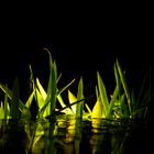 Iluminated Grass
