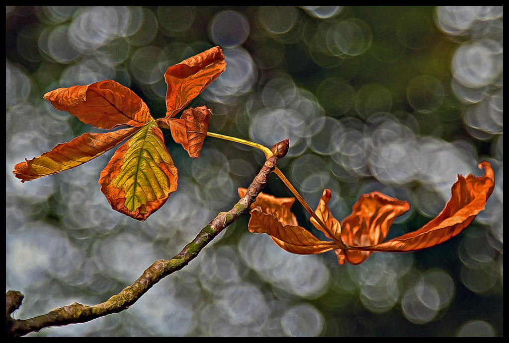 Ilustrated Leaves