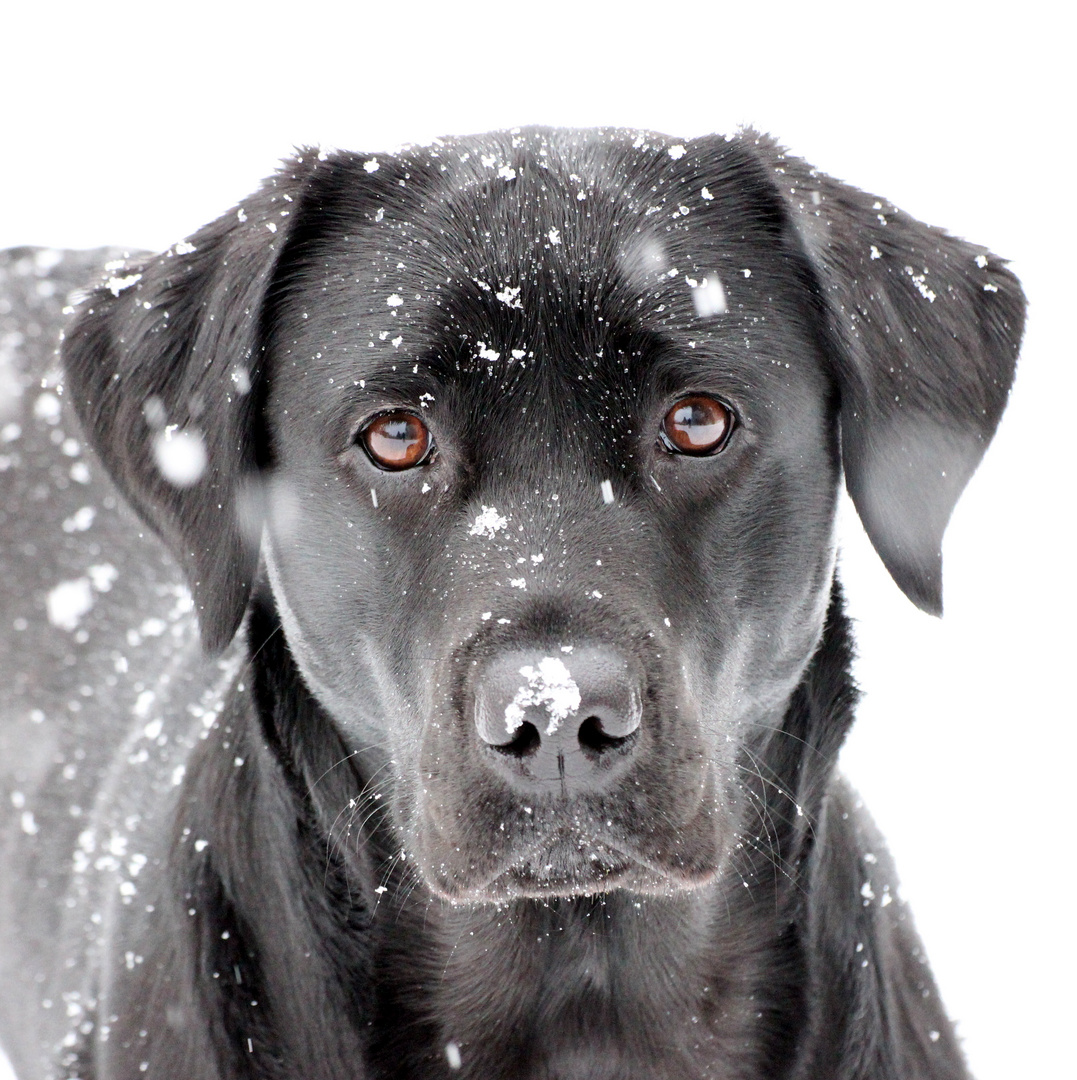 Ilvy im Schnee