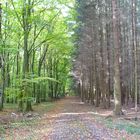 im 2 wald