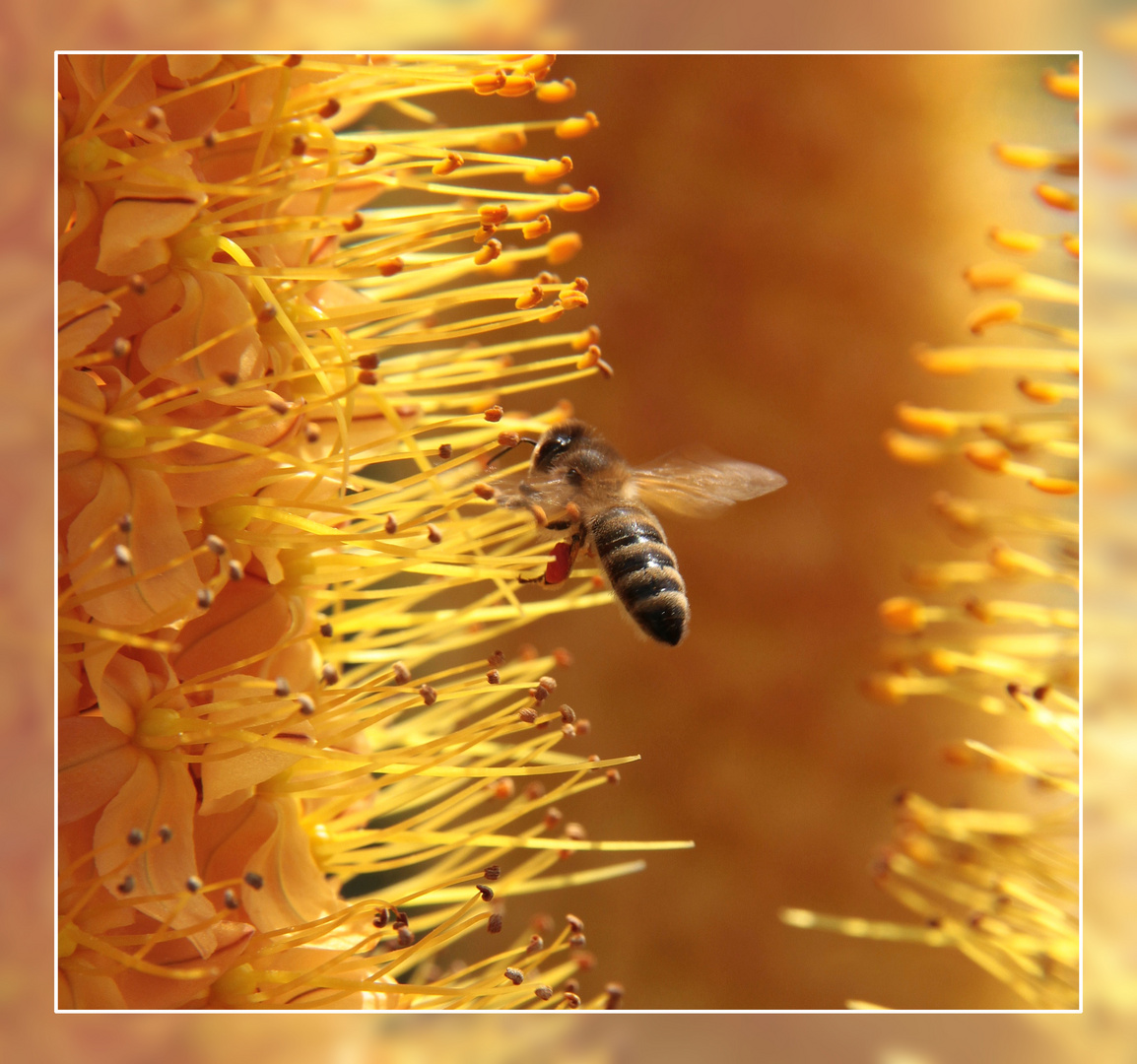 Im 7ten Bienenhimmel