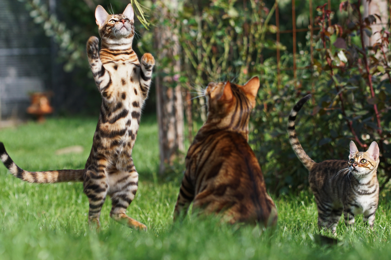 I´m a big wild toyger ..