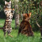 I´m a big wild toyger ..