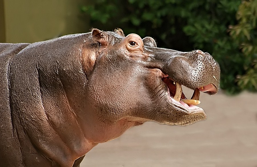 I´M a Happy HIPPO :-)