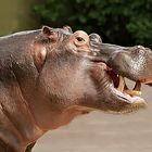 I´M a Happy HIPPO :-)