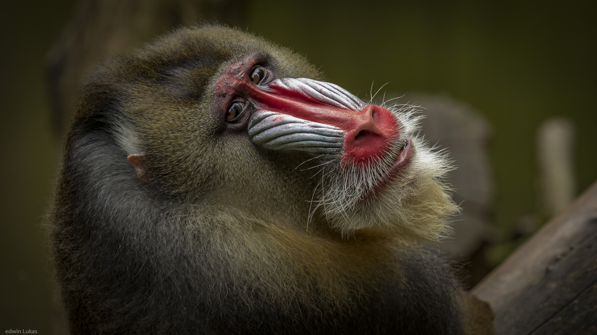 I'm a Mandrill