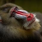 I'm a Mandrill