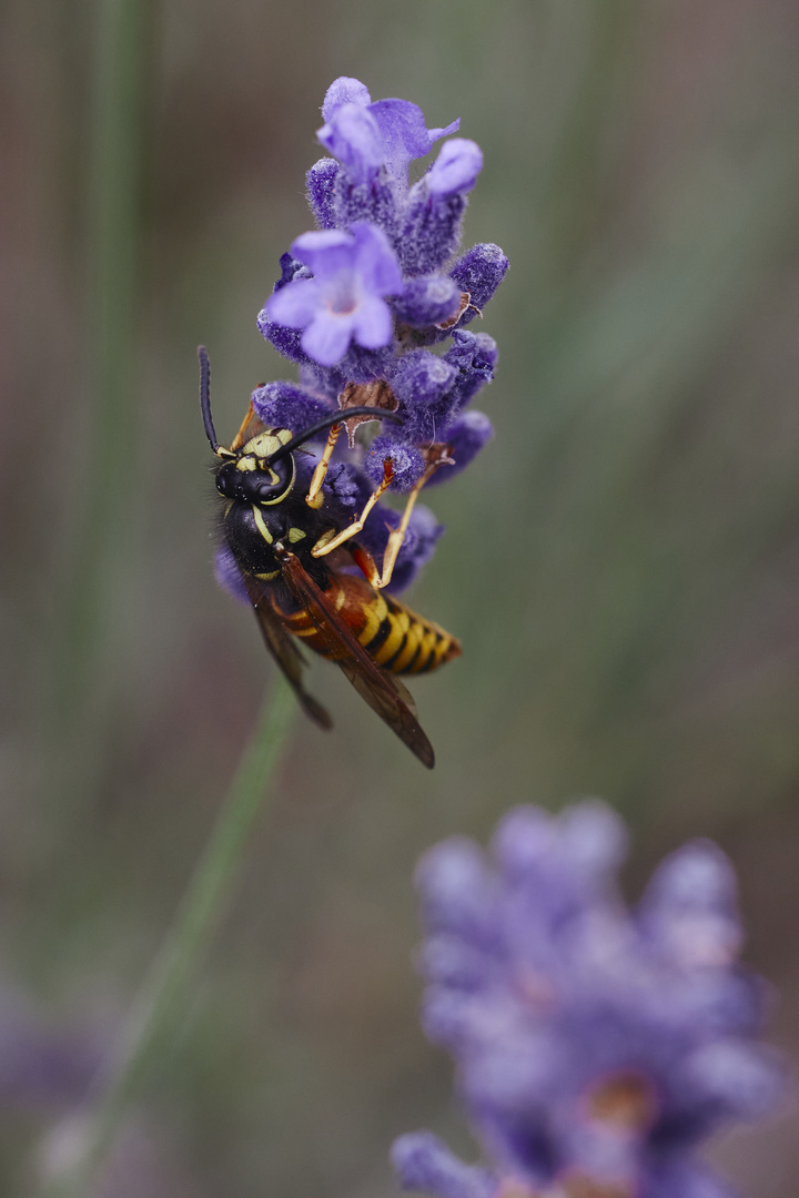 I#m a pollinator too