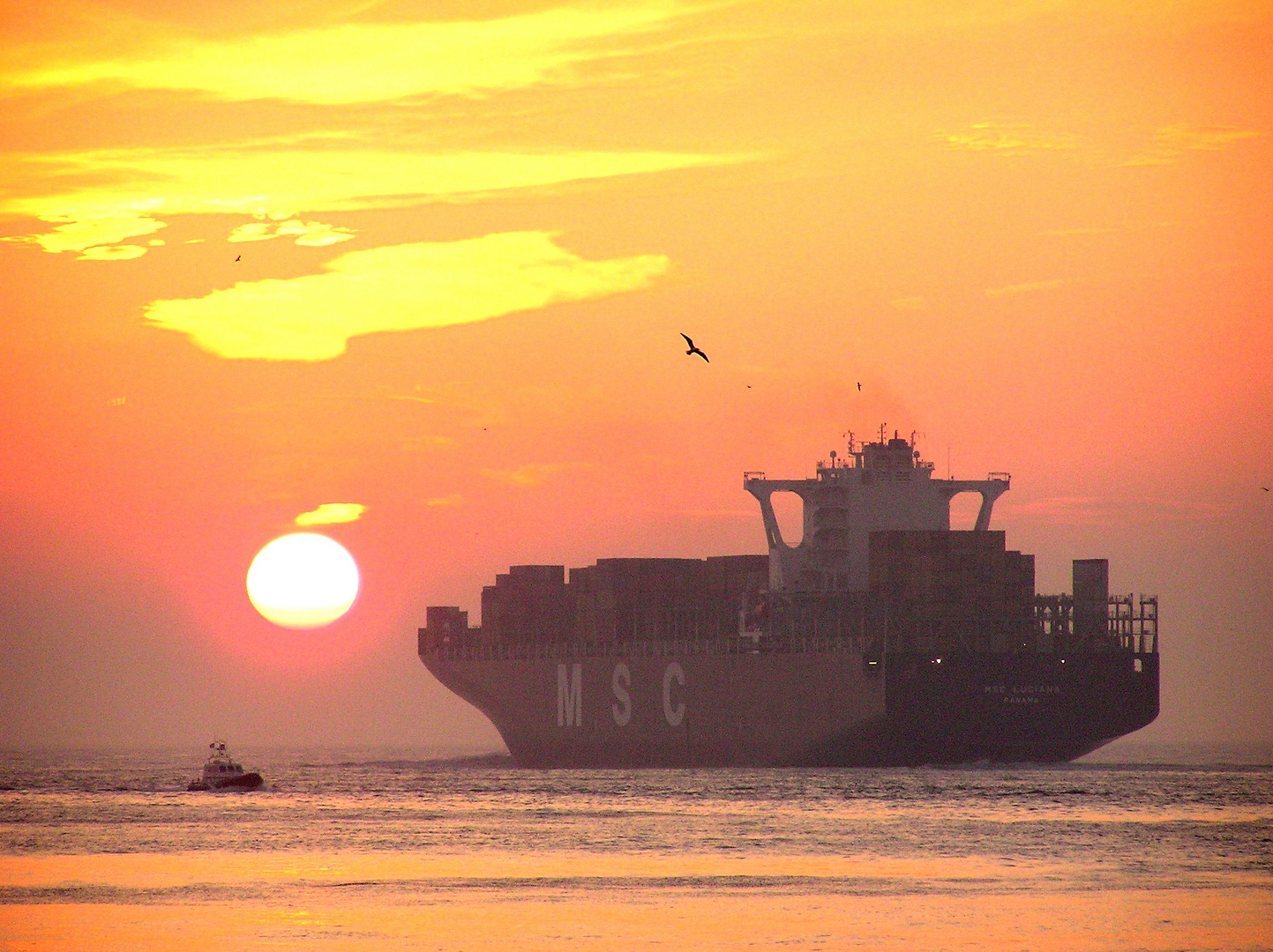 "I´m a poor lonesome Cowboy..." MSC Luciana IMO 9398383