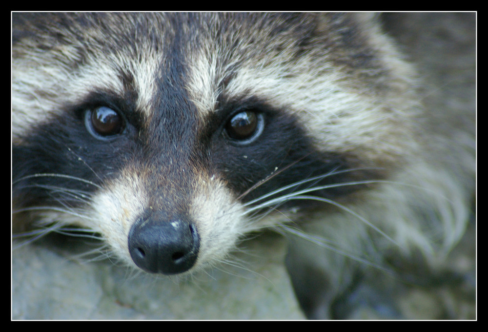 im Aachener Zoo