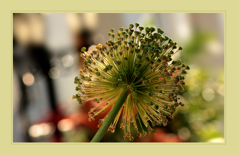 Im abendlichen Garten ...