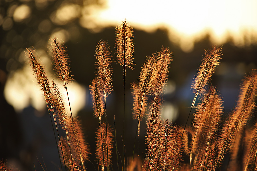 im abendlichen Gegenlicht