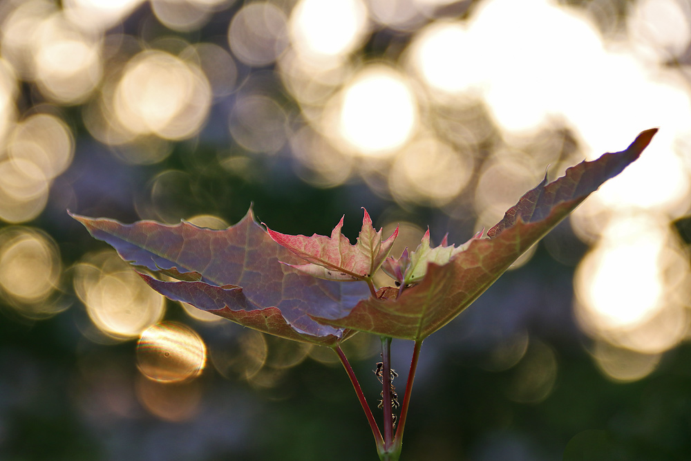 im abendlichen Gegenlicht