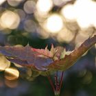 im abendlichen Gegenlicht