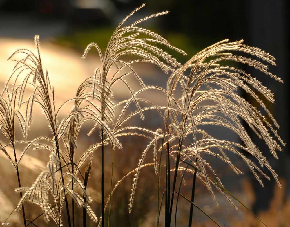 ... im abendlichen Gegenlicht