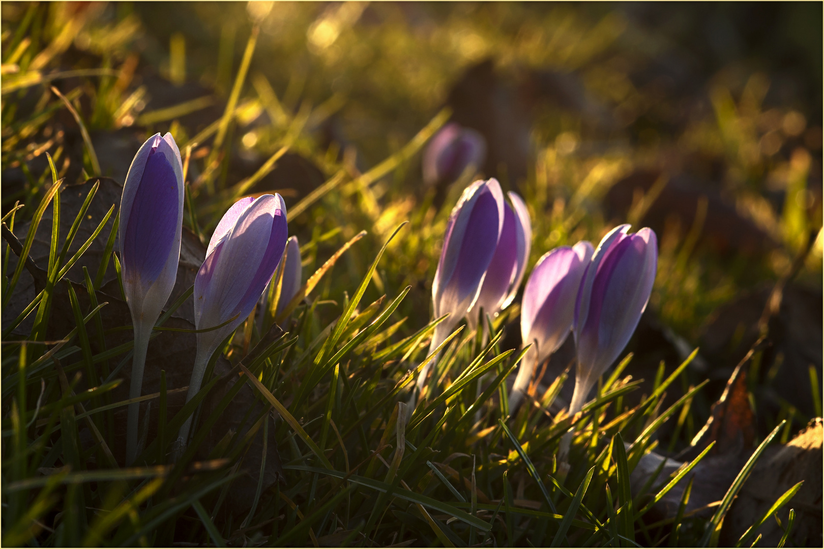 Im abendlichen Licht