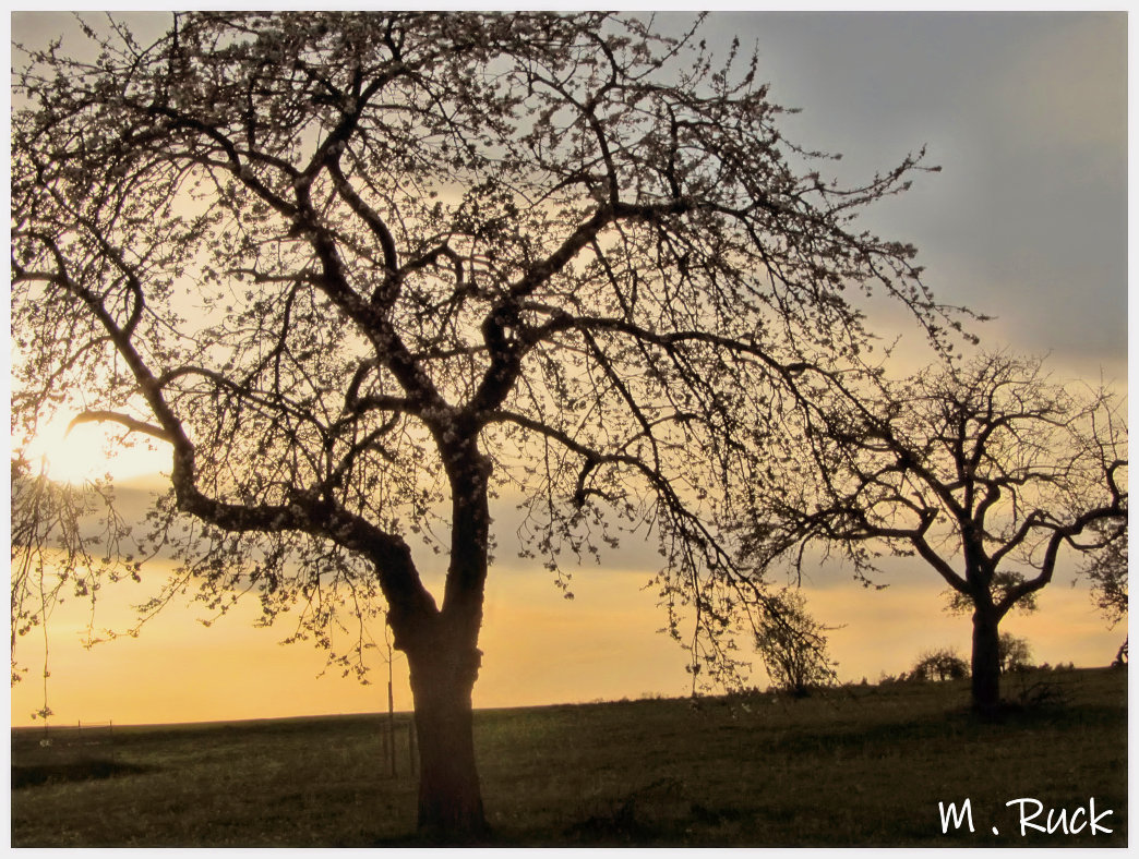 Im abendlichen Lichte !