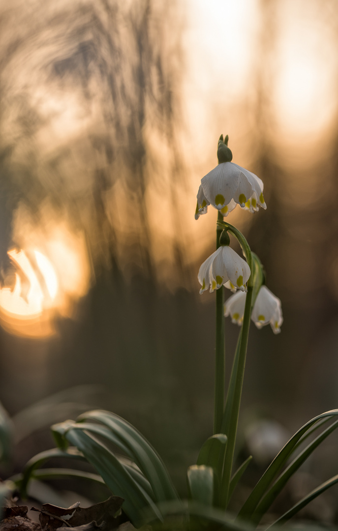 im Abendlicht