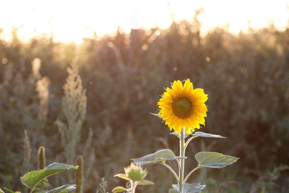 Im Abendlicht