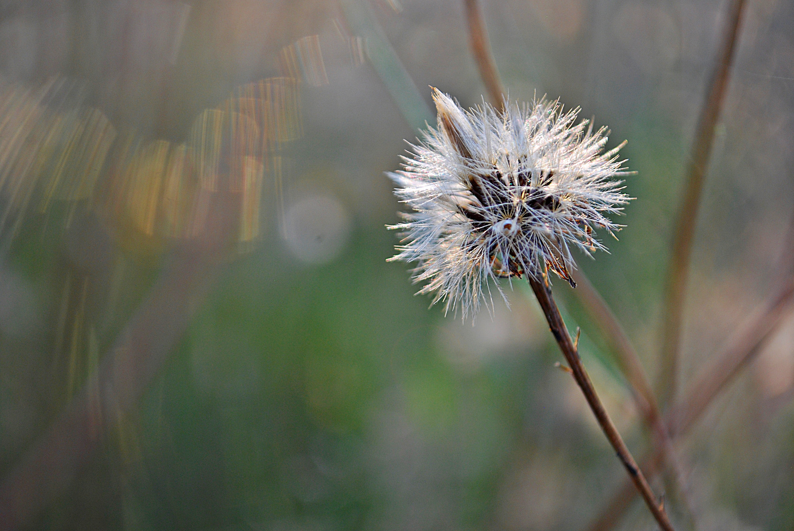 im Abendlicht... 3