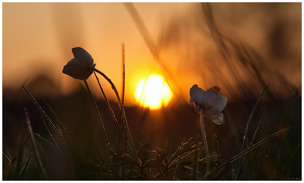 im Abendlicht