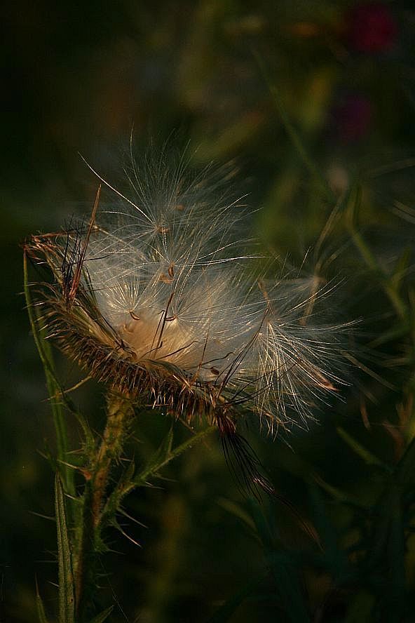 Im Abendlicht