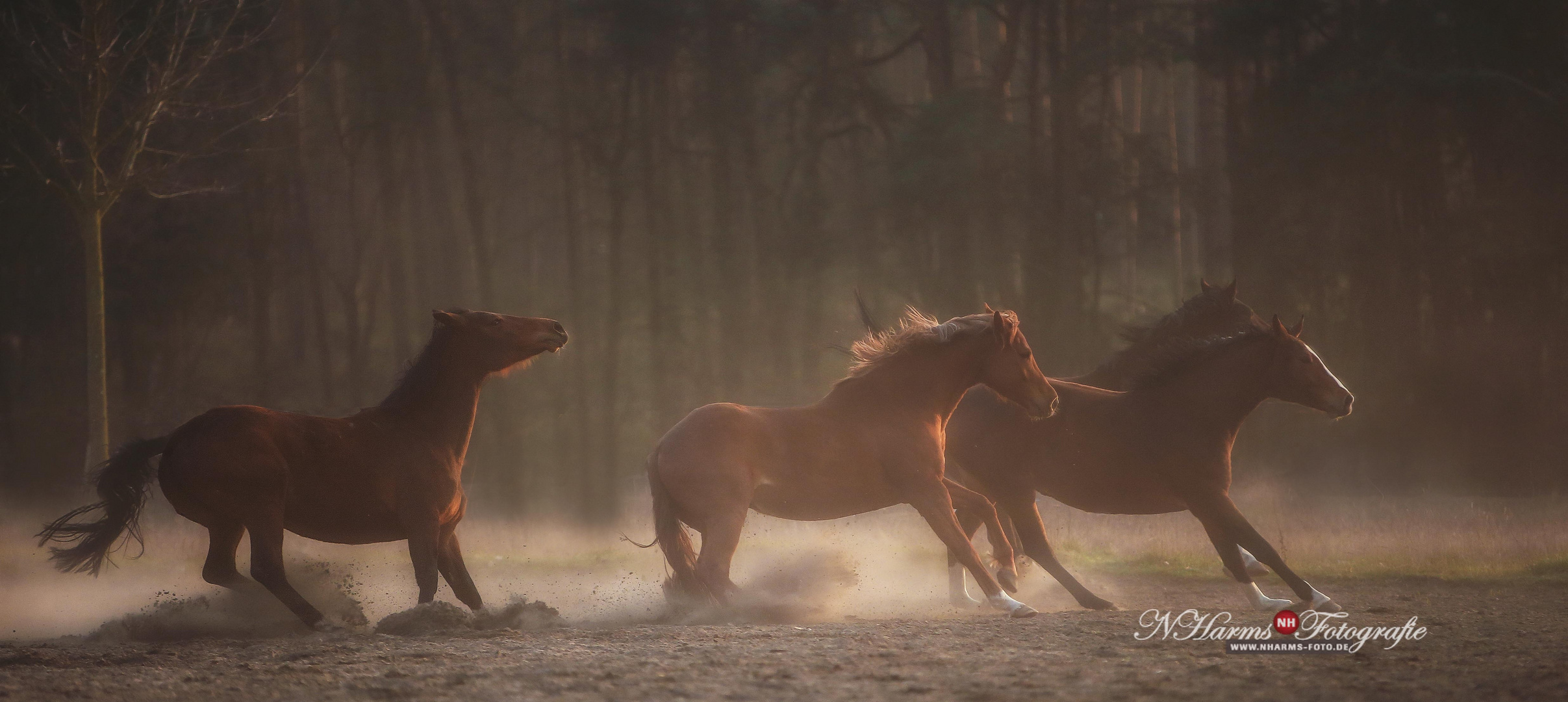 im Abendlicht….