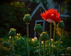 ...im Abendlicht...