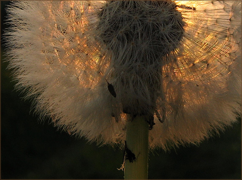 "Im Abendlicht"